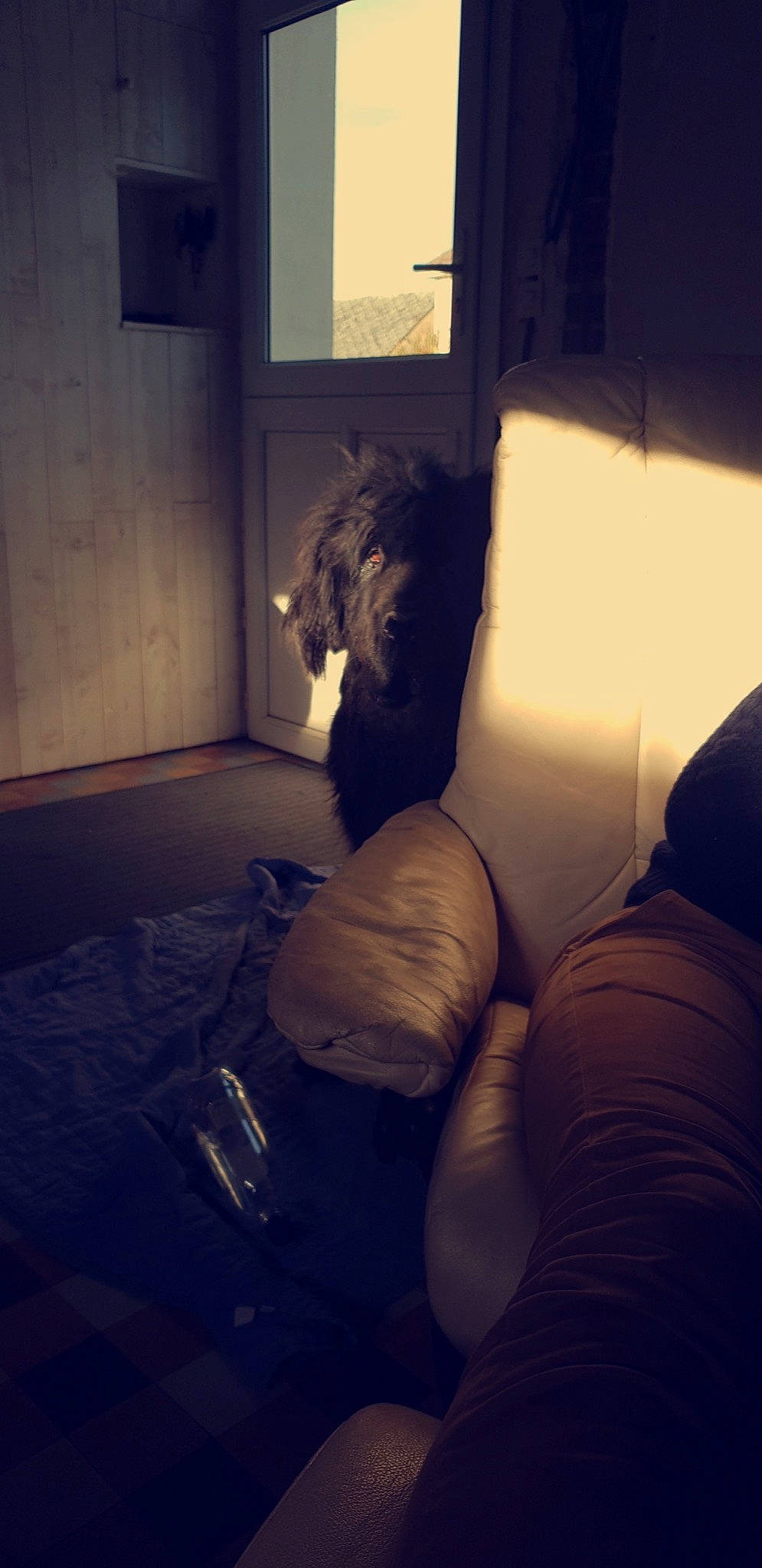 Haelwen a rejoint le concours — aidez-le/la à gagner de superbes lots ! cloud, comfort, companion_dog, darkness, elbow, eyewear, facial_hair, flash_photography, flooring, foot, human_leg, knee, leg, long_hair, room, sitting, square, thigh, tints_and_shades, window