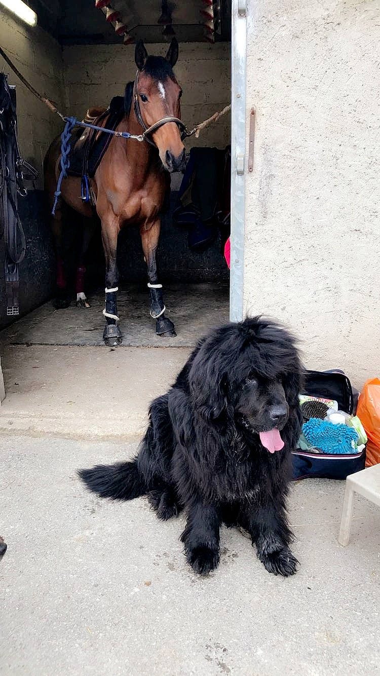 Haelwen a rejoint le concours — aidez-le/la à gagner de superbes lots ! bit, bridle, carnivore, companion_dog, dog, dog_breed, event, horse, horse_supplies, horse_tack, liver, livestock, pack_animal, rein, saddle, snout, sorrel, stallion, water_dog, working_animal