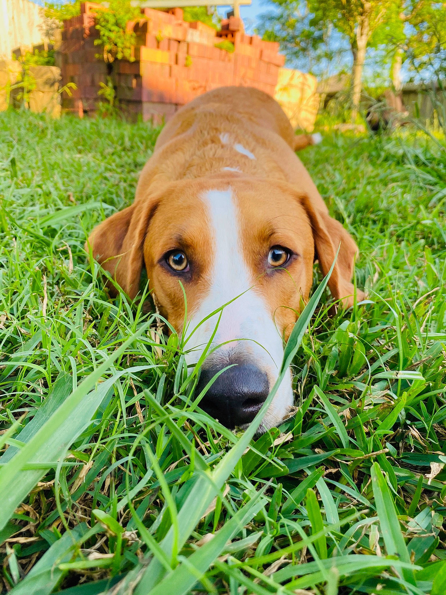 Maurice is registered to the contest to win money with this photo: black_mouth_cur, canidae, carnivore, companion_dog, dog, dog_breed, fawn, grass, harrier, hound, hunting_dog, mammal, nose, plant, posavac_hound, rare_breed_dog, rhodesian_ridgeback, snout, tosa, vertebrate