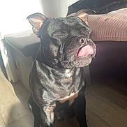 Paki a rejoint le concours — aidez-le/la à gagner de superbes lots ! dog, black_dog, tongue_out, sitting, indoor, wooden_floor, sunlight, shadow, couch, pillow, ottoman, pet, canine, closed_eyes, relaxed, home, furniture, domestic_animal, cute, tongue