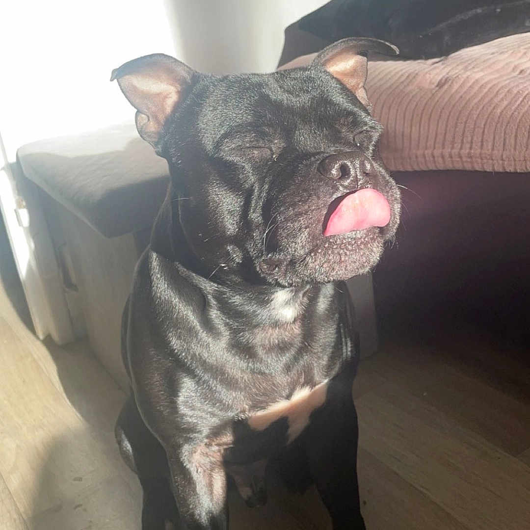 Paki a rejoint le concours — aidez-le/la à gagner de superbes lots ! black_dog, canine, closed_eyes, couch, cute, dog, domestic_animal, furniture, home, indoor, ottoman, pet, pillow, relaxed, shadow, sitting, sunlight, tongue, tongue_out, wooden_floor