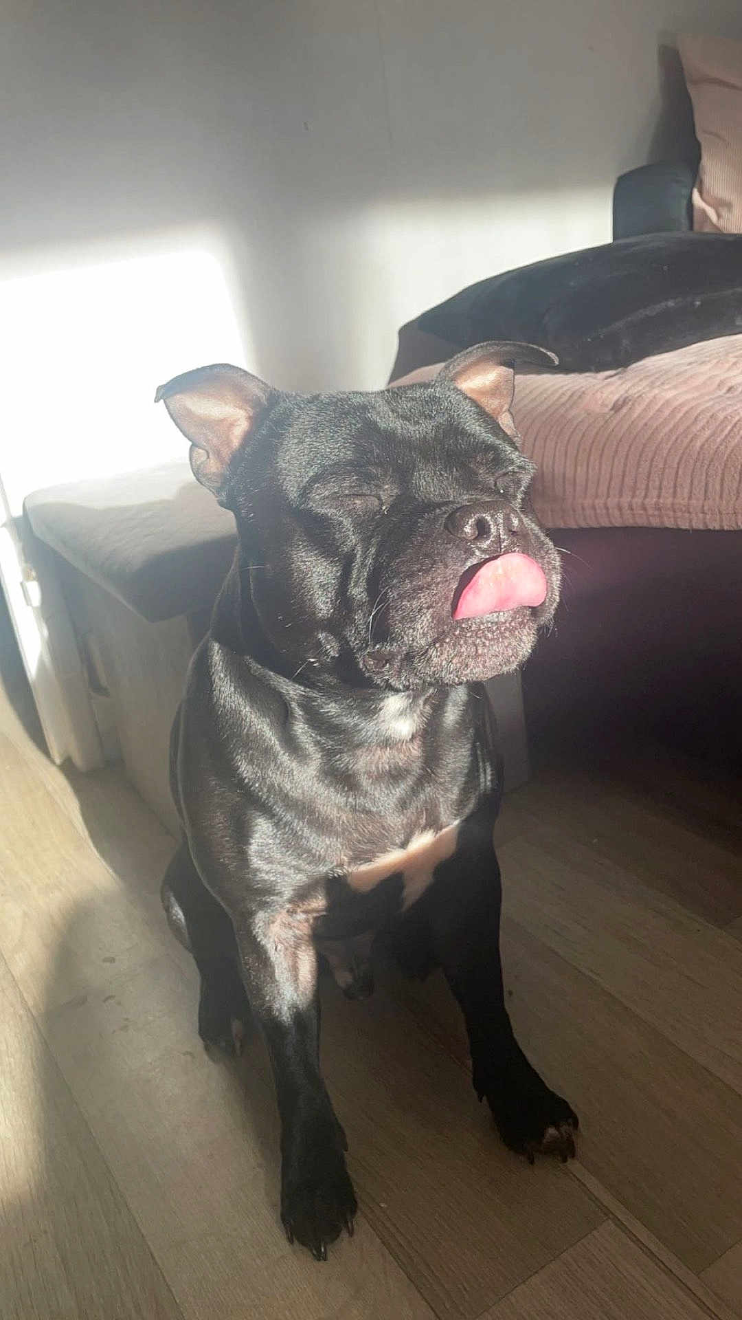Paki a rejoint le concours — aidez-le/la à gagner de superbes lots ! dog, black_dog, tongue_out, sitting, indoor, wooden_floor, sunlight, shadow, couch, pillow, ottoman, pet, canine, closed_eyes, relaxed, home, furniture, domestic_animal, cute, tongue