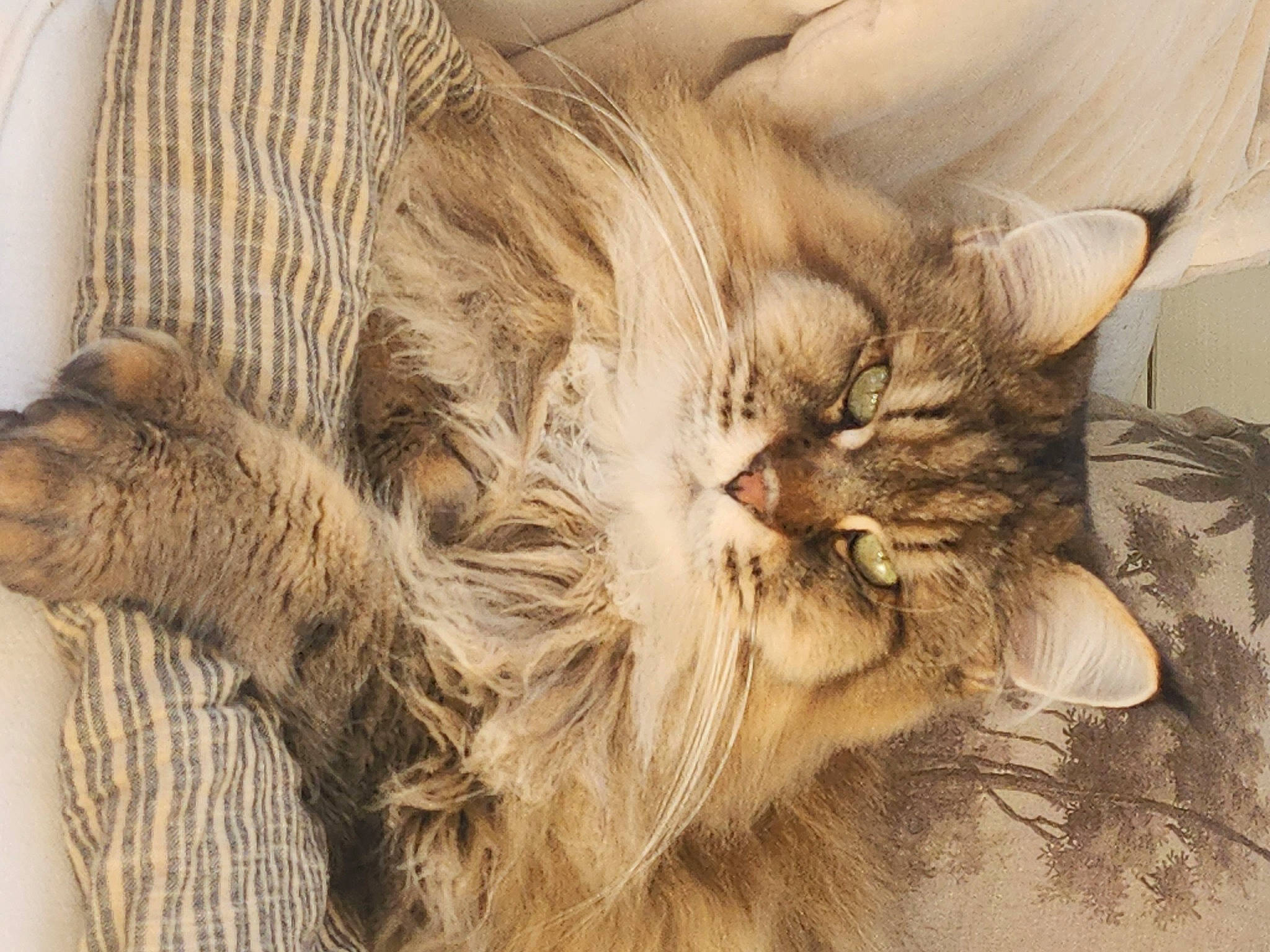 Playboy participe au concours pour gagner de l'argent avec cette photo : carnivore, cat, claw, comfort, domestic_short_haired_cat, fawn, felidae, fur, maine_coon, nap, paw, small_to_medium_sized_cats, snout, tail, terrestrial_animal, whiskers, wood