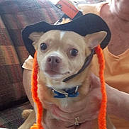 Jackson joined the competition — help win amazing prizes! dog, small_dog, hat, orange, yarn, braids, person, hand, couch, indoor, close_up, brown_dog, pet, costume, funny, expression, seated, fabric, casual, home