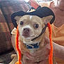 dog, small_dog, hat, orange, yarn, braids, person, hand, couch, indoor, close_up, brown_dog, pet, costume, funny, expression, seated, fabric, casual, home