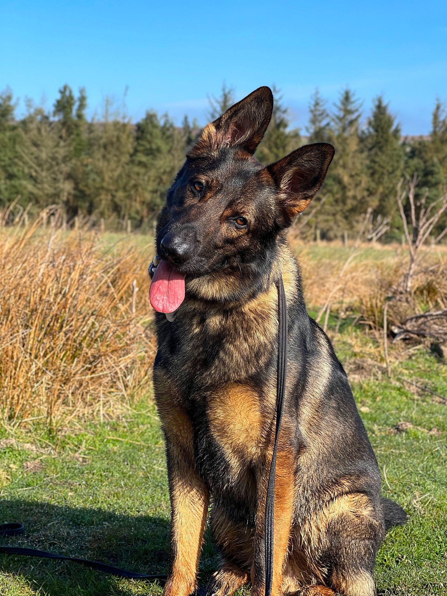 Kylo is registered to the contest to win money with this photo: canidae, carnivore, dog, dog_breed, east_european_shepherd, fur, german_shepherd_dog, gesture, grass, guard_dog, herding_dog, landscape, plant, sky, snout, sporting_group, terrestrial_animal, tree, working_animal, working_dog