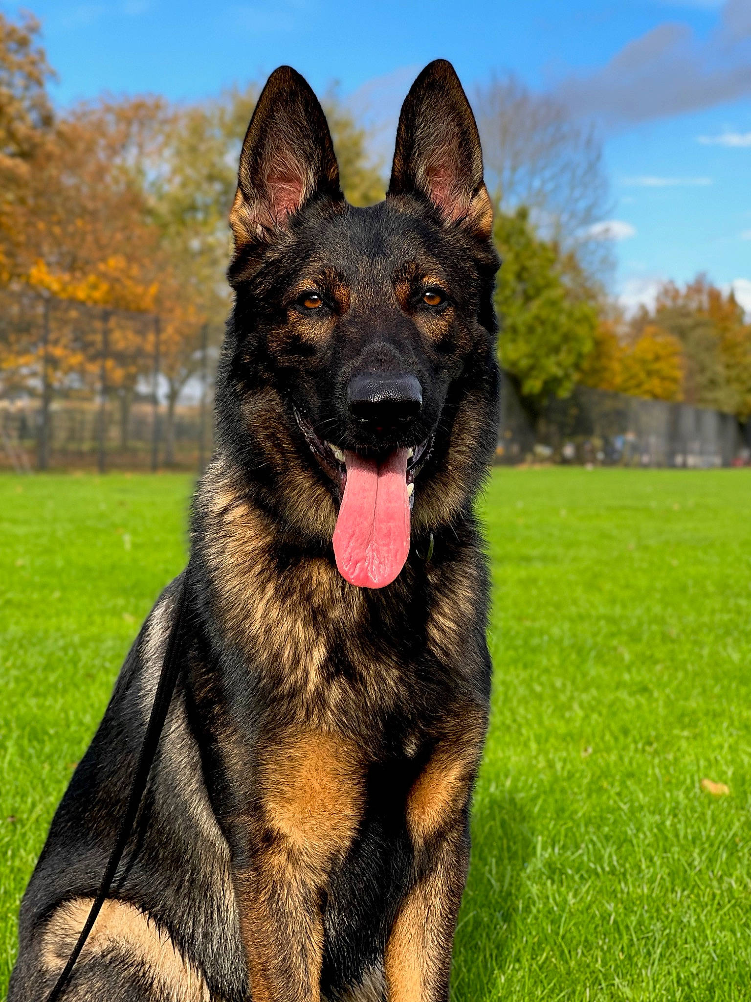 Kylo joined the competition — help win amazing prizes! canidae, carnivore, cloud, collar, dog, dog_breed, dog_supply, east_european_shepherd, german_shepherd_dog, grass, guard_dog, herding_dog, king_shepherd, old_german_shepherd_dog, plant, sky, snout, sporting_group, tree, working_dog