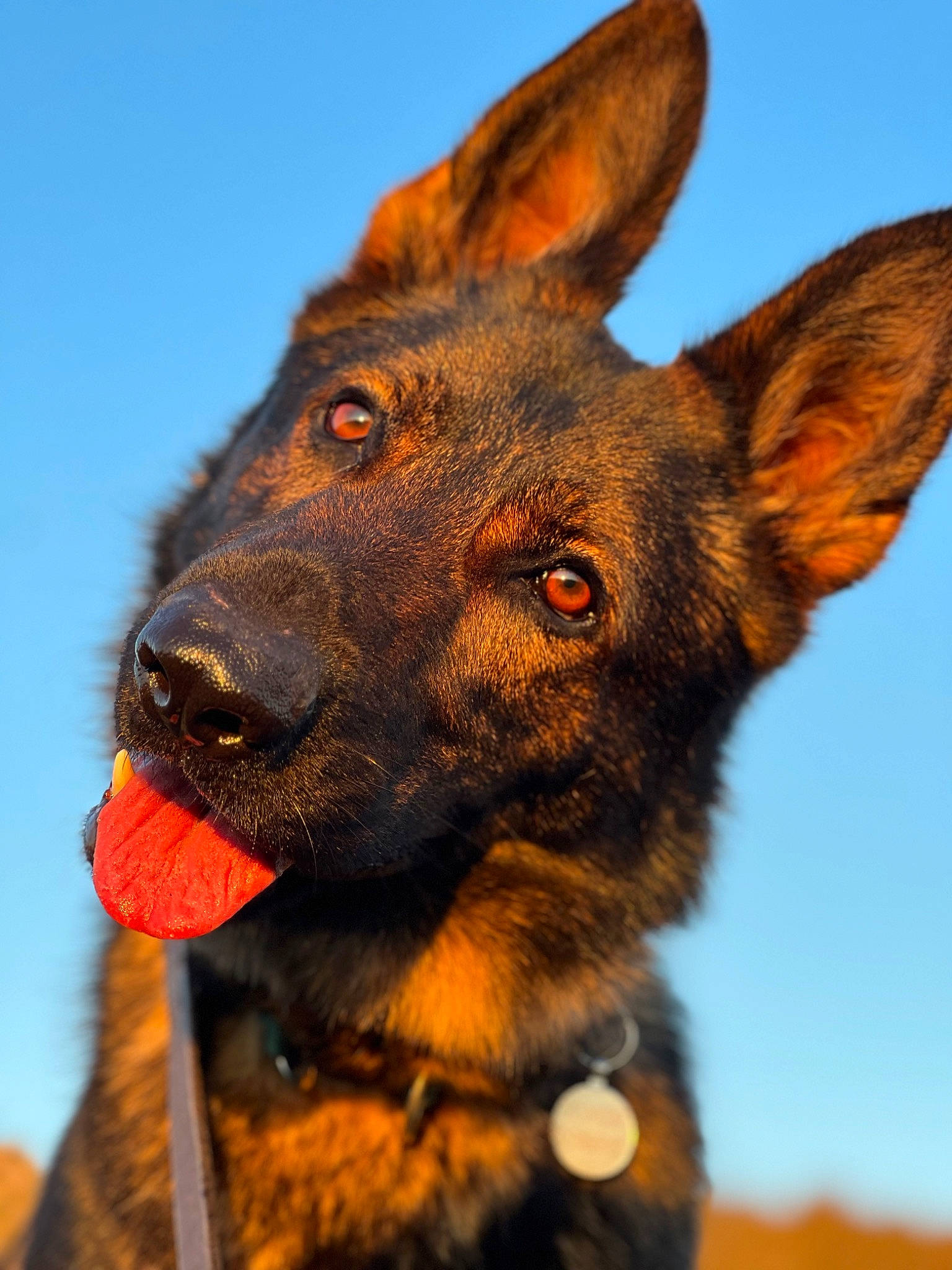 Kylo joined the competition — help win amazing prizes! canidae, carnivore, collar, companion_dog, dog, dog_breed, dog_collar, ear, fawn, fur, hunting_dog, liver, sky, snout, sporting_group, terrestrial_animal, whiskers, working_animal, working_dog