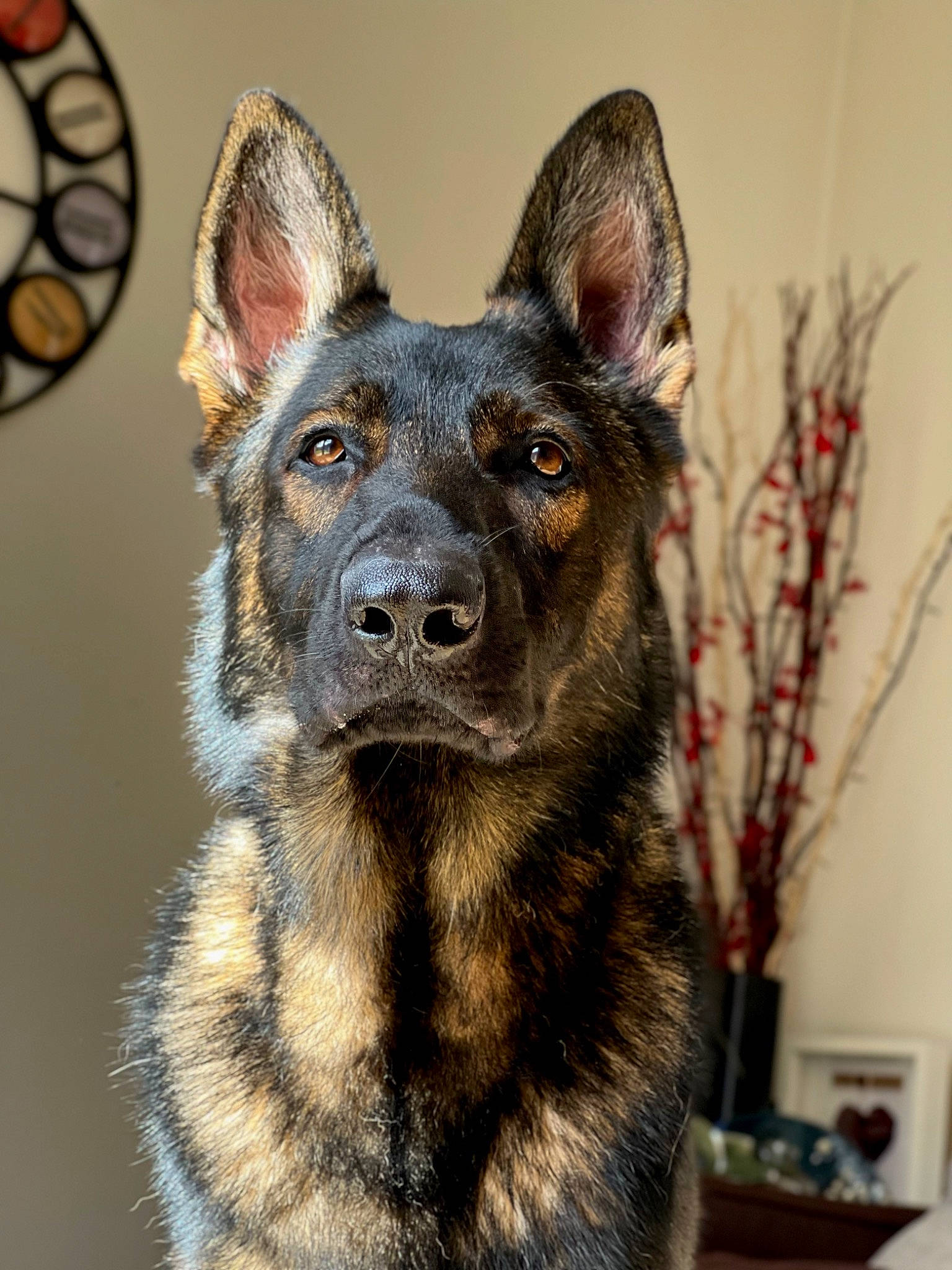 Kylo is registered to the contest to win money with this photo: canidae, carnivore, companion_dog, dog, dog_breed, east_european_shepherd, eye, fawn, fur, guard_dog, herding_dog, houseplant, king_shepherd, sporting_group, terrestrial_animal, whiskers, working_animal, working_dog