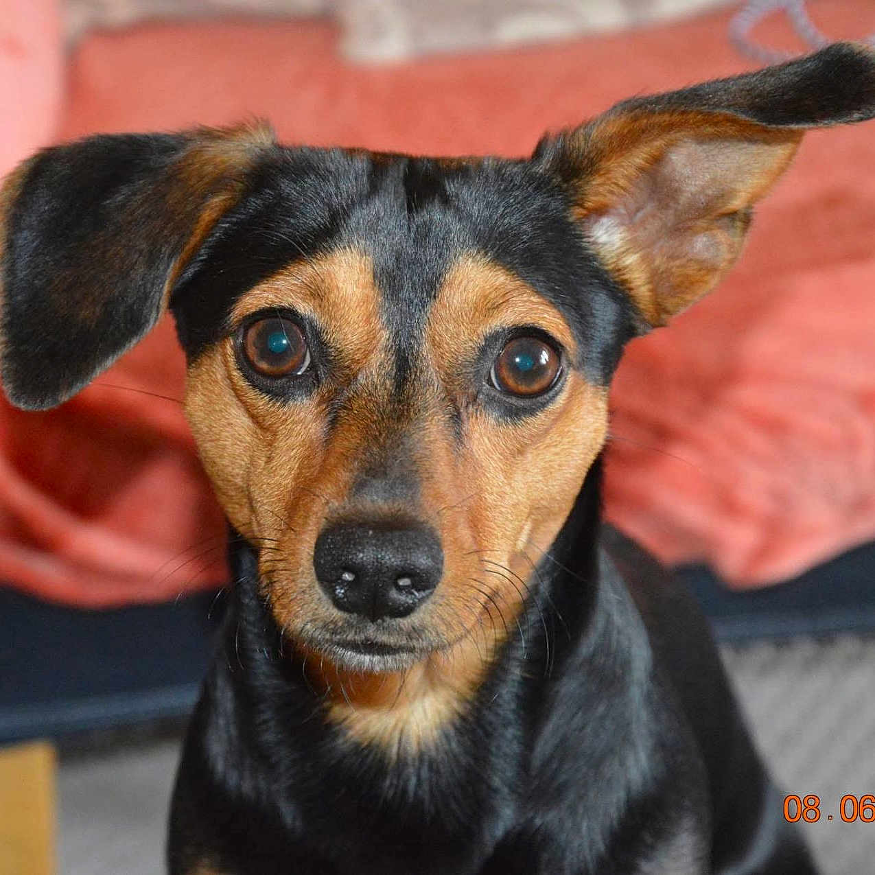 Trésor a rejoint le concours — aidez-le/la à gagner de superbes lots ! animal, ball, beagle, canine, chihuahua, couch, cushion, dog, furniture, germanshepherd, homedecor, hound, husky, labradorretriever, pet, puppy, snout, sport, tennis, tennisball