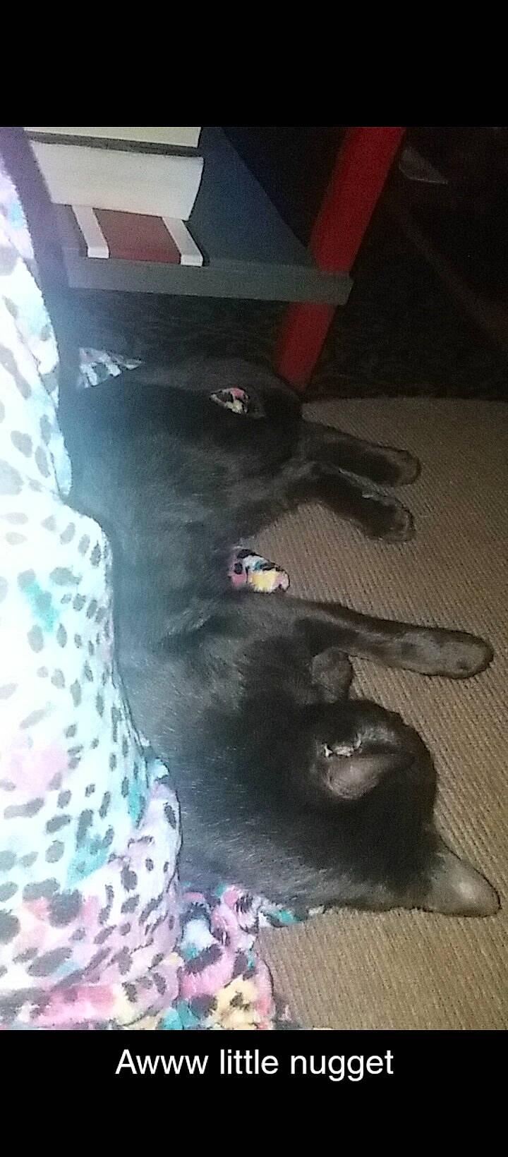 Cory is registered to the contest to win money with this photo: carnivore, comfort, companion_dog, dog_breed, fawn, felidae, flooring, foot, fur, hardwood, human_leg, pattern, paw, small_to_medium_sized_cats, sporting_group, tail, terrestrial_animal, whiskers, wood, working_animal