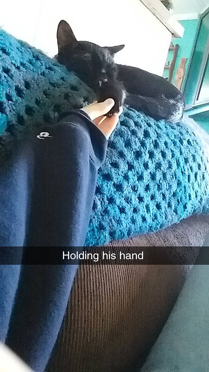 Cory is registered to the contest to win money with this photo: aqua, azure, blue, carnivore, cat, comfort, denim, electric_blue, felidae, flooring, grey, human_leg, linens, pattern, sleeve, sportswear, textile, thigh, tints_and_shades, whiskers