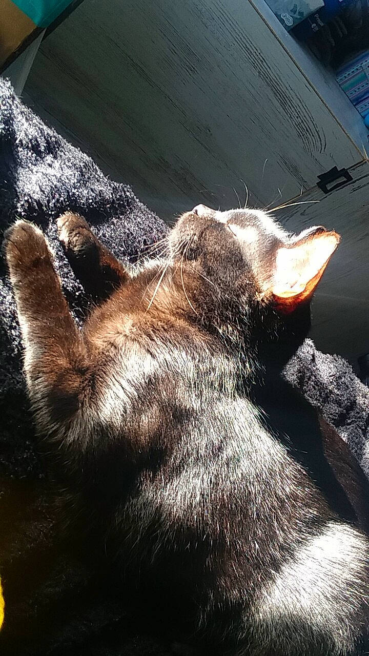 Cory joined the competition — help win amazing prizes! black_cat, carnivore, cat, claw, close_up, comfort, domestic_short_haired_cat, ear, felidae, fur, gesture, mammal, metal, paw, small_to_medium_sized_cats, snout, tail, tints_and_shades, whiskers, window