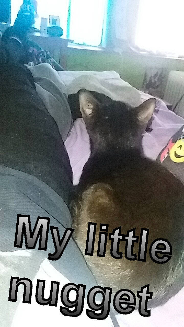 Cory is registered to the contest to win money with this photo: automotive_tire, bean_bag, bedding, black_cat, carnivore, cat, comfort, felidae, font, inflatable, linens, logo, metal, photo_caption, room, small_to_medium_sized_cats, snout, terrestrial_animal, whiskers, window