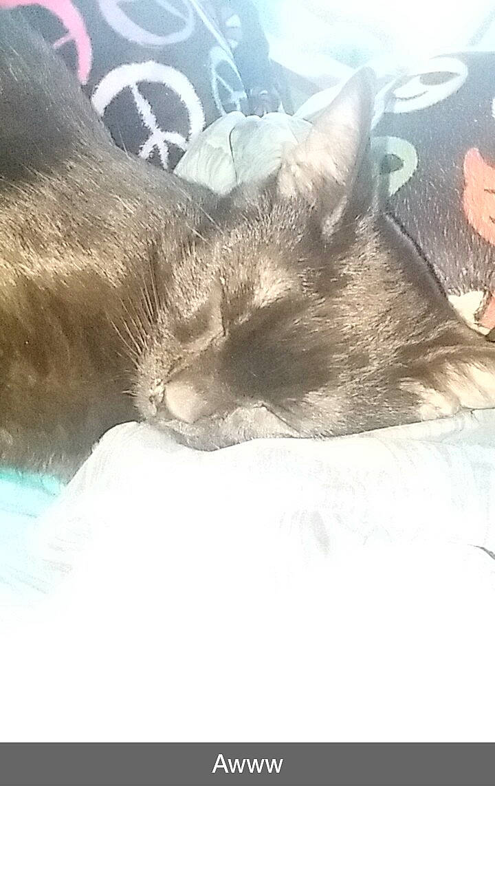 Cory joined the competition — help win amazing prizes! bed, carnivore, cat, claw, cloud, comfort, domestic_short_haired_cat, fawn, felidae, fur, grey, linens, meteorological_phenomenon, morning, mountain, paw, sky, small_to_medium_sized_cats, tail, whiskers