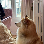 Asko a rejoint le concours — aidez-le/la à gagner de superbes lots ! animal, calm, companion, cozy, curtain, dog, domestic, flower_decoration, fluffy_dog, furry, house, indoor, natural_light, pet, pink_chair, radiator, side_view, two_dogs, window, wooden_floor