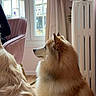 animal, calm, companion, cozy, curtain, dog, domestic, flower_decoration, fluffy_dog, furry, house, indoor, natural_light, pet, pink_chair, radiator, side_view, two_dogs, window, wooden_floor