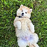 Asko participe au concours pour gagner de l'argent avec cette photo : adorable, animal, canine, collar, cute, dog, fluffy, fur, grass, greenery, lying_down, nature, outdoor, pet, playful, puppy, relaxed, small_dog, summer, young_dog