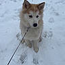 Asko participe au concours pour gagner de l'argent avec cette photo : animal, brown, canine, cold, cute, dog, fluffy, footprints, fur, leash, nature, outdoor, pet, playful, puppy, sitting, snow, white, winter, young