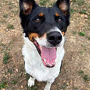 Roucky a rejoint le concours — aidez-le/la à gagner de superbes lots ! dog, canine, portrait, sitting, happy, smiling, tongue, open_mouth, black_fur, white_fur, tan_markings, pointed_ears, brown_eyes, outdoor, grass, ground, leaves, pet, photograph, phone_screenshot