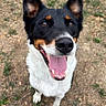 dog, canine, portrait, sitting, happy, smiling, tongue, open_mouth, black_fur, white_fur, tan_markings, pointed_ears, brown_eyes, outdoor, grass, ground, leaves, pet, photograph, phone_screenshot