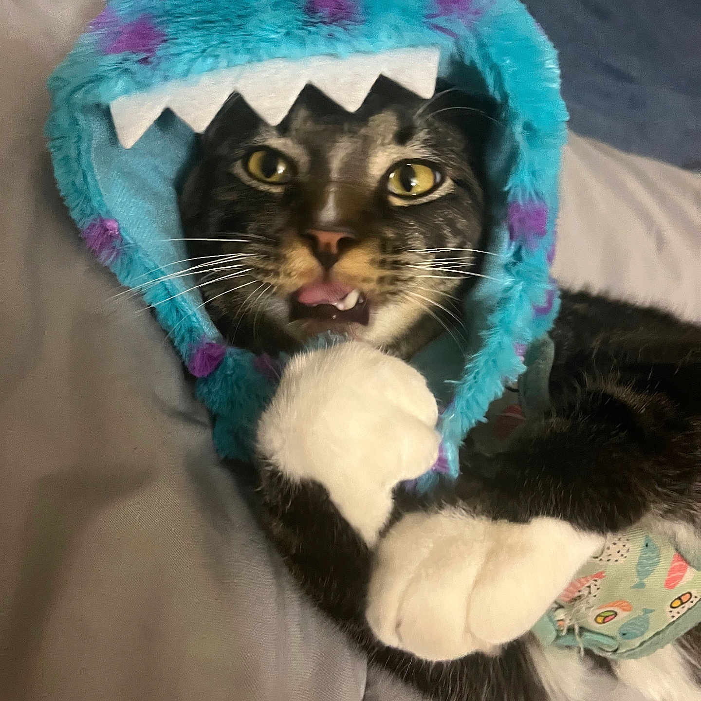 Brutus is registered to the contest to win money with this photo: abyssinian, animal, blanket, bodypart, cat, clothing, cushion, face, furniture, hat, head, homedecor, kitten, manx, mouth, person, pet, photography, portrait, purple