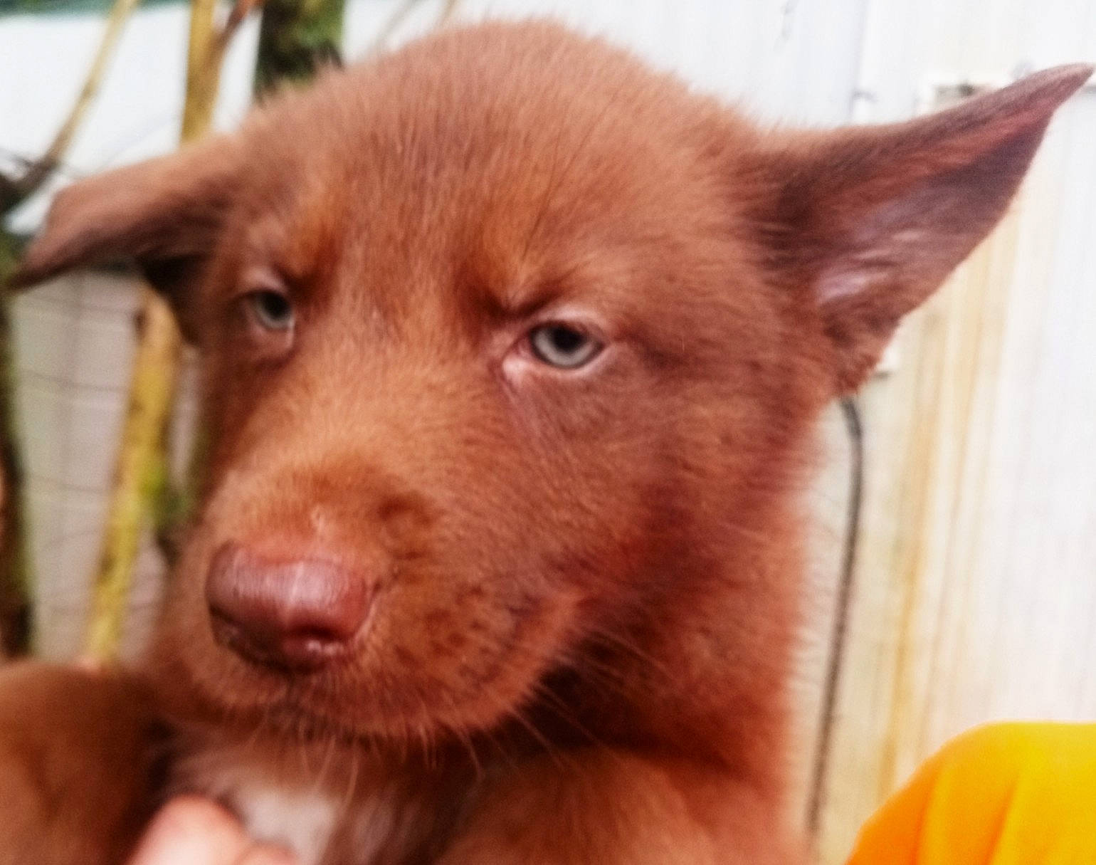 Rusty joined the competition — help win amazing prizes! canidae, carnivore, dog, dog_breed, liver, mammal, nose, nova_scotia_duck_tolling_retriever, puppy, retriever, snout, sporting_group, vertebrate