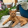 cat, ginger_cat, outdoor, relaxed, stone, planter, greenery, garden, fur, animal, pet, mammal, whiskers, paws, ears, eyes, nature, sunlight, resting, curious