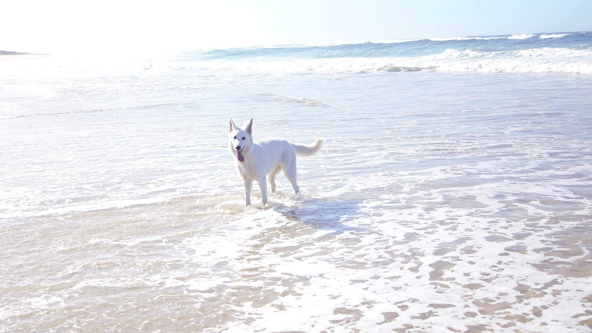 Delta participe au concours pour gagner de l'argent avec cette photo : canidae, carnivore, chihuahua, dog, dog_breed, mammal, northern_inuit_dog, ocean, sea, whippet