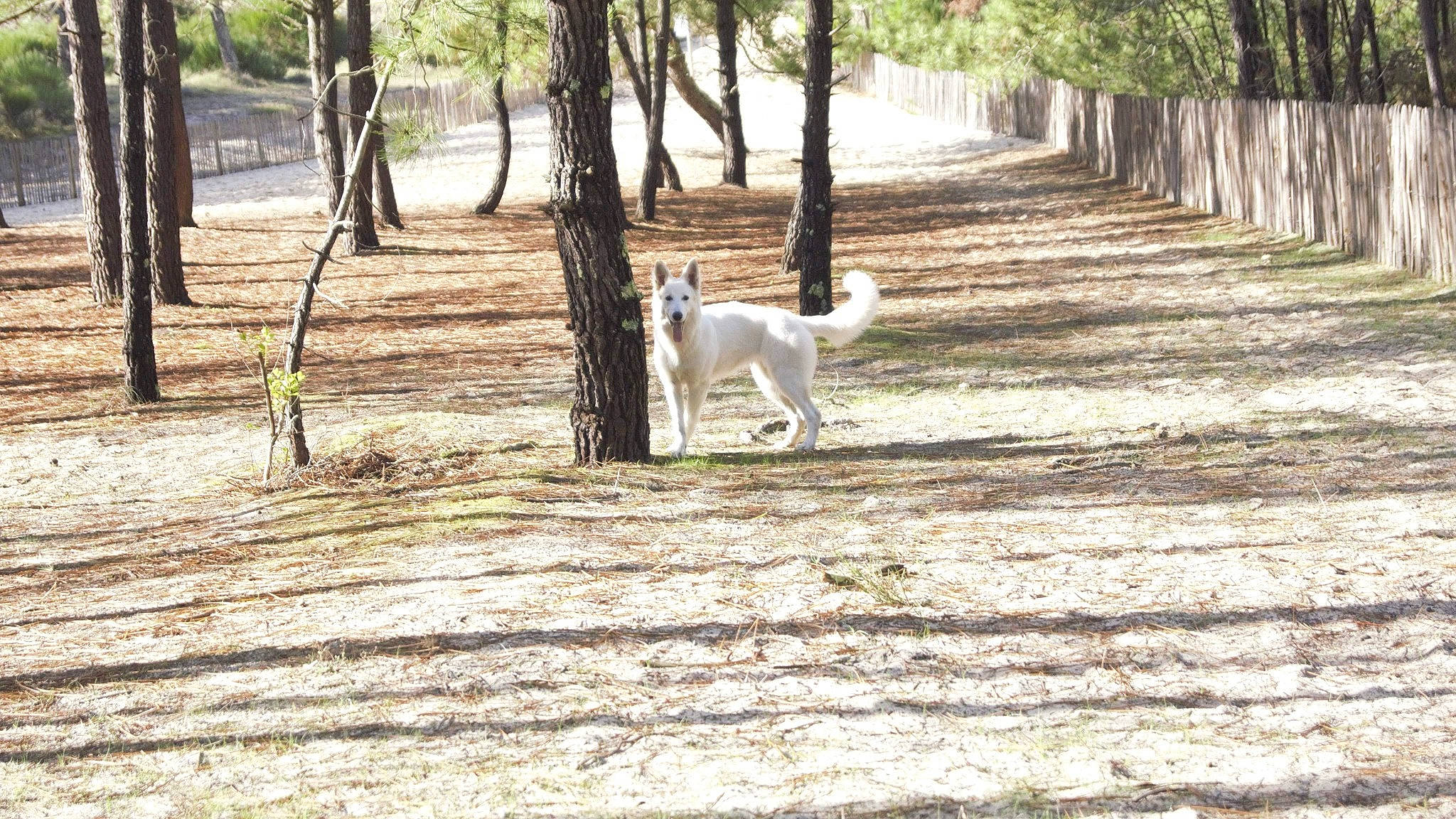 Delta a rejoint le concours — aidez-le/la à gagner de superbes lots ! canidae, carnivore, dog, dog_breed, sporting_group, tail, tree