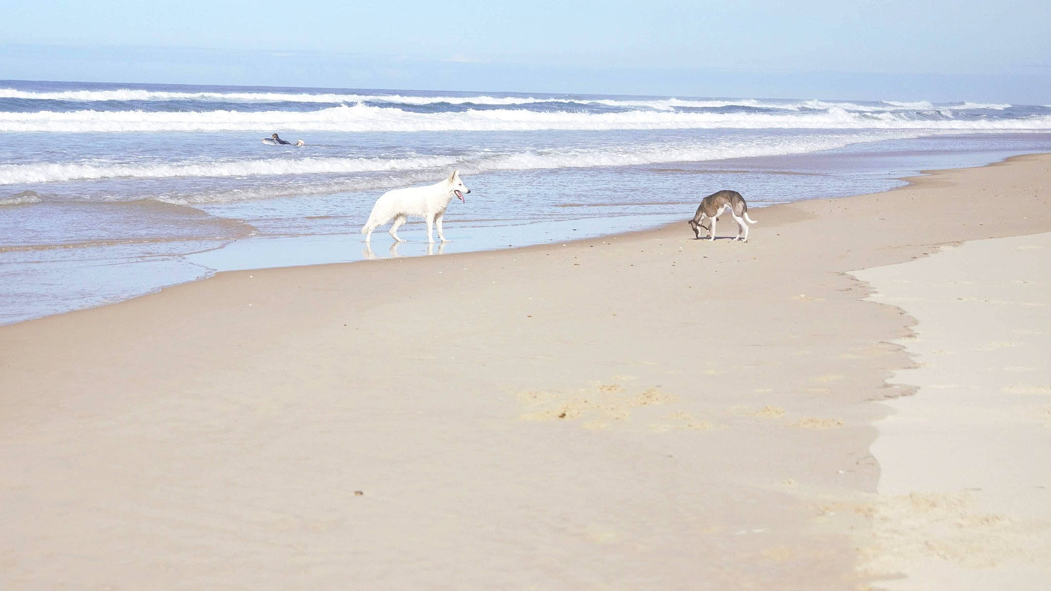 Delta a rejoint le concours — aidez-le/la à gagner de superbes lots ! beach, canidae, coast, coastal_and_oceanic_landforms, ocean, sand, sea, shore, vacation, wave, wind_wave