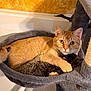 Sherbert is registered to the contest to win money with this photo: cat, orange_tabby, kitten, tabby, cat_tree, cat_bed, cozy, snuggling, pet, animal, fur, domestic_cat, cute, resting, indoor, whiskers, ears, paw, sleeping, companionship