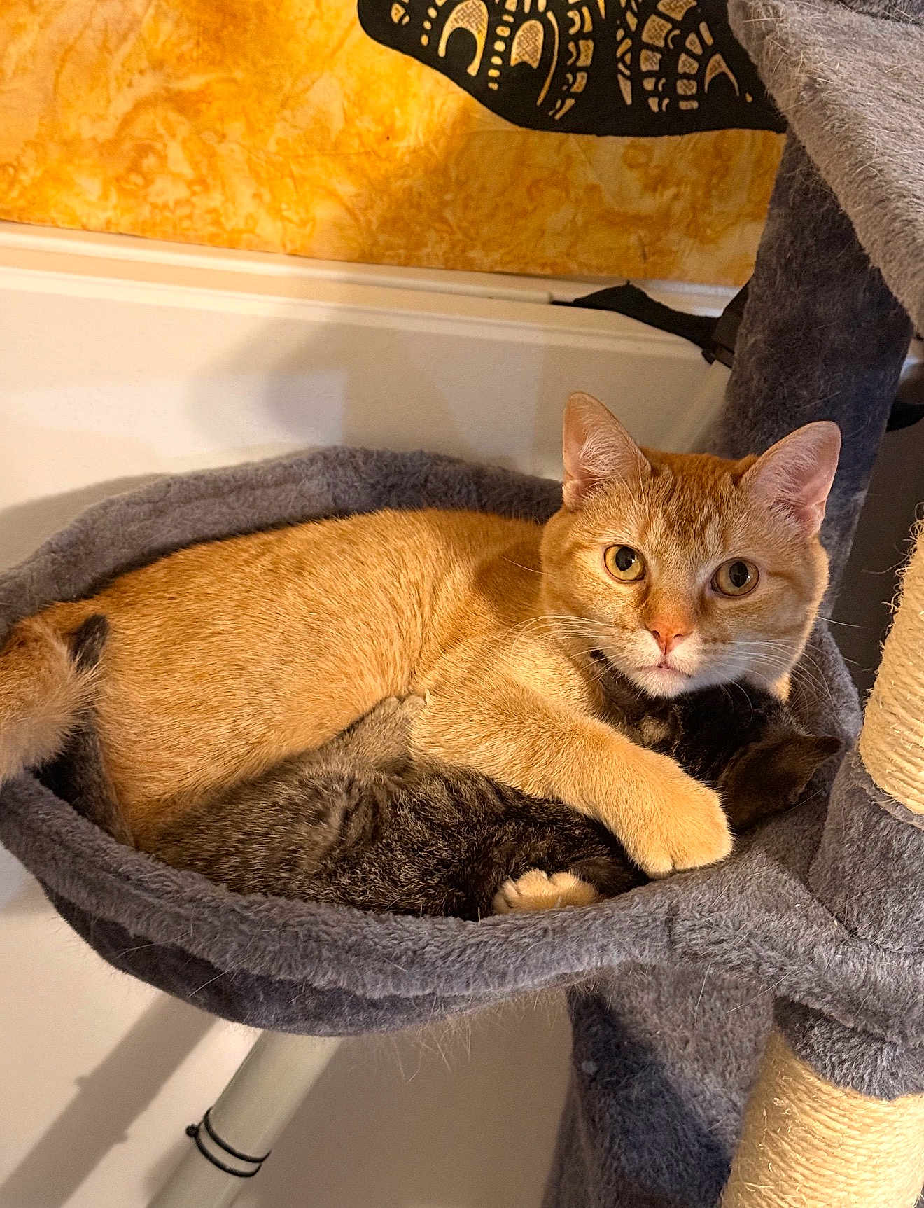 Sherbert is registered to the contest to win money with this photo: cat, orange_tabby, kitten, tabby, cat_tree, cat_bed, cozy, snuggling, pet, animal, fur, domestic_cat, cute, resting, indoor, whiskers, ears, paw, sleeping, companionship
