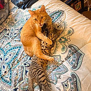 Sherbert joined the competition — help win amazing prizes! cat, orange_cat, tabby_cat, bed, blanket, patterned_blanket, playful, cute, pets, animal, feline, embrace, resting, cuddle, indoor, fur, whiskers, paw, tail, domestic_animal