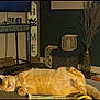 Sherbert is registered to the contest to win money with this photo: cat, orange_cat, sleeping, lying_down, indoor, blanket, home_decor, lantern, vase, dried_plants, wood_floor, relaxation, cozy, furniture, sign, warm_lighting, resting, pet, domestic_animal, comfortable
