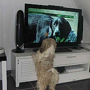 Gizmo a rejoint le concours — aidez-le/la à gagner de superbes lots !