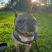 Scooby is registered to the contest to win money with this photo: dog, french_bulldog, pet, grass, sun, sunflare, park, outdoor, smile, closeup, harness, leash, water_bowl, happy, tongue, wrinkled_face, canine, greenery, afternoon, playful
