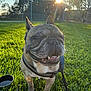 dog, french_bulldog, pet, grass, sun, sunflare, park, outdoor, smile, closeup, harness, leash, water_bowl, happy, tongue, wrinkled_face, canine, greenery, afternoon, playful
