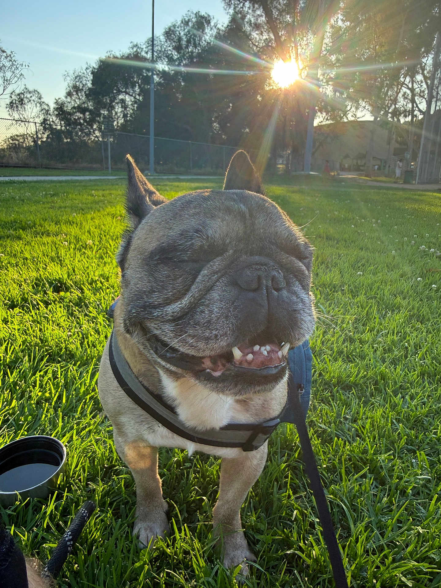 Scooby is registered to the contest to win money with this photo: dog, french_bulldog, pet, grass, sun, sunflare, park, outdoor, smile, closeup, harness, leash, water_bowl, happy, tongue, wrinkled_face, canine, greenery, afternoon, playful