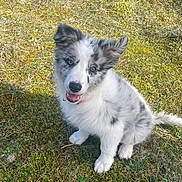 Alaska a rejoint le concours — aidez-le/la à gagner de superbes lots ! adorable, animal, canine, cute, dog, ears, friendly, fur, grass, happy, muzzle, nature, outdoor, pet, playful, puppy, sitting, smiling, sunlight, young