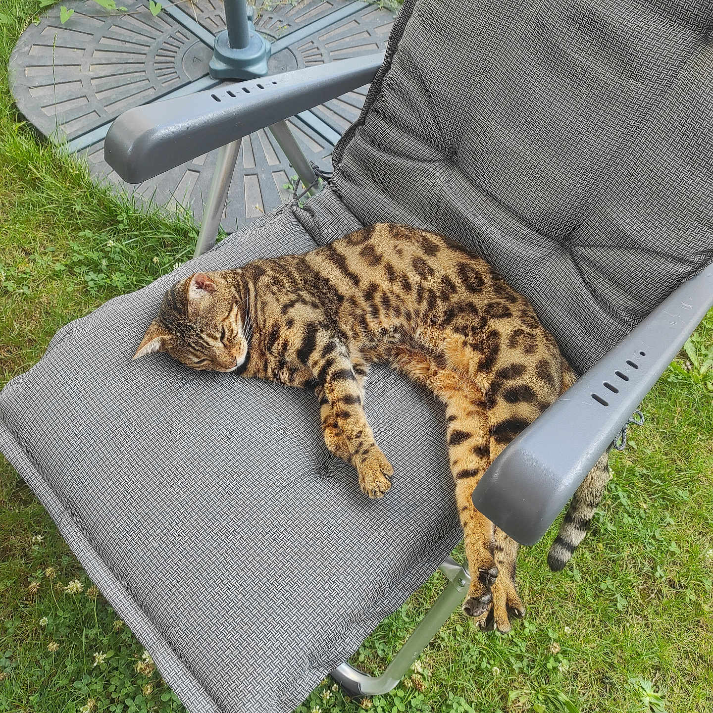 Rubie participe au concours pour gagner de l'argent avec cette photo : animal, backyard, cat, chair, cheetah, cushion, field, furniture, grass, homedecor, lawn, nature, ocelot, outdoors, panther, person, pet, plant, sleeping, yard