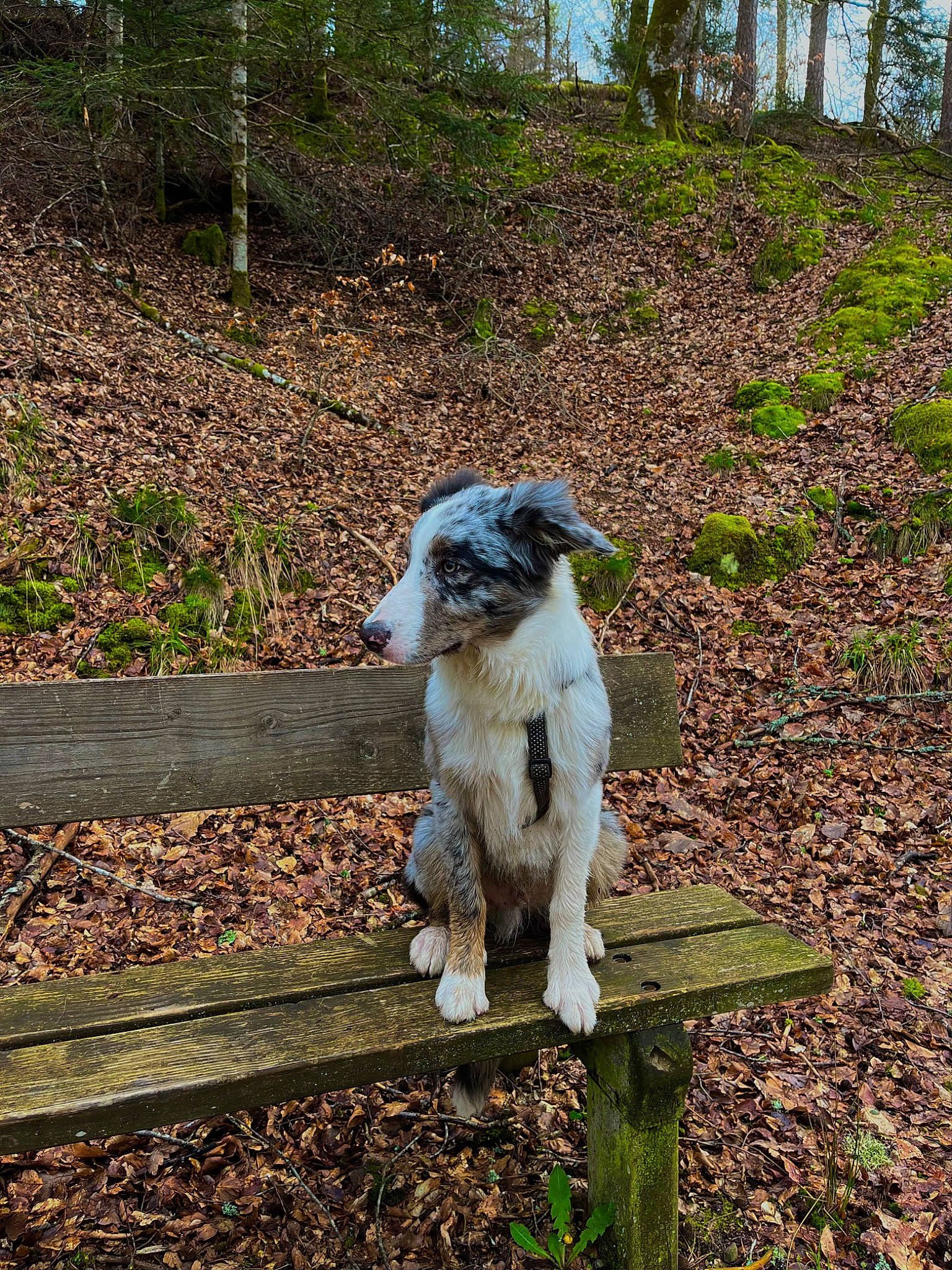 Snow participe au concours pour gagner de l'argent avec cette photo : art, canidae, carnivore, companion_dog, dog, dog_breed, fawn, grass, groundcover, landscape, livestock, plant, soil, sporting_group, tail, terrestrial_animal, terrier, tree, wildlife, working_animal