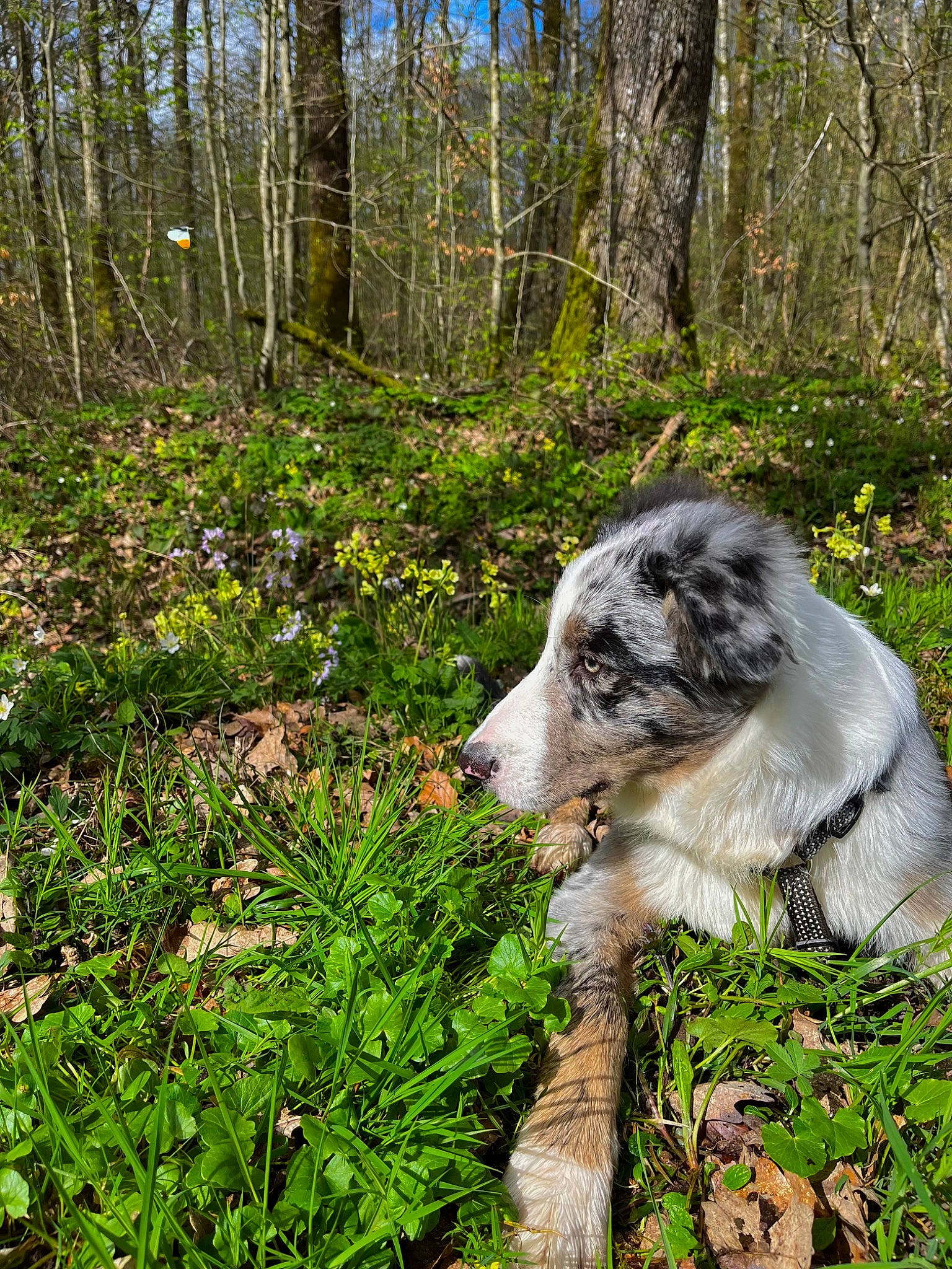Snow a rejoint le concours — aidez-le/la à gagner de superbes lots ! carnivore, companion_dog, dog, dog_breed, fawn, forest, fur, grass, groundcover, natural_landscape, plant, shrub, snout, sporting_group, terrestrial_animal, terrestrial_plant, toy_dog, tree, wood, working_animal