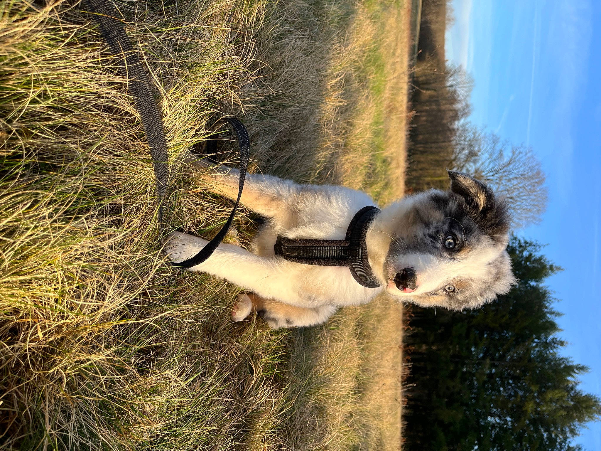 Snow participe au concours pour gagner de l'argent avec cette photo : canidae, carnivore, dog_breed, fawn, fur, grass, landscape, plant, reflection, shadow, sky, snout, sporting_group, tail, tree, trunk, twig, water, window, wood