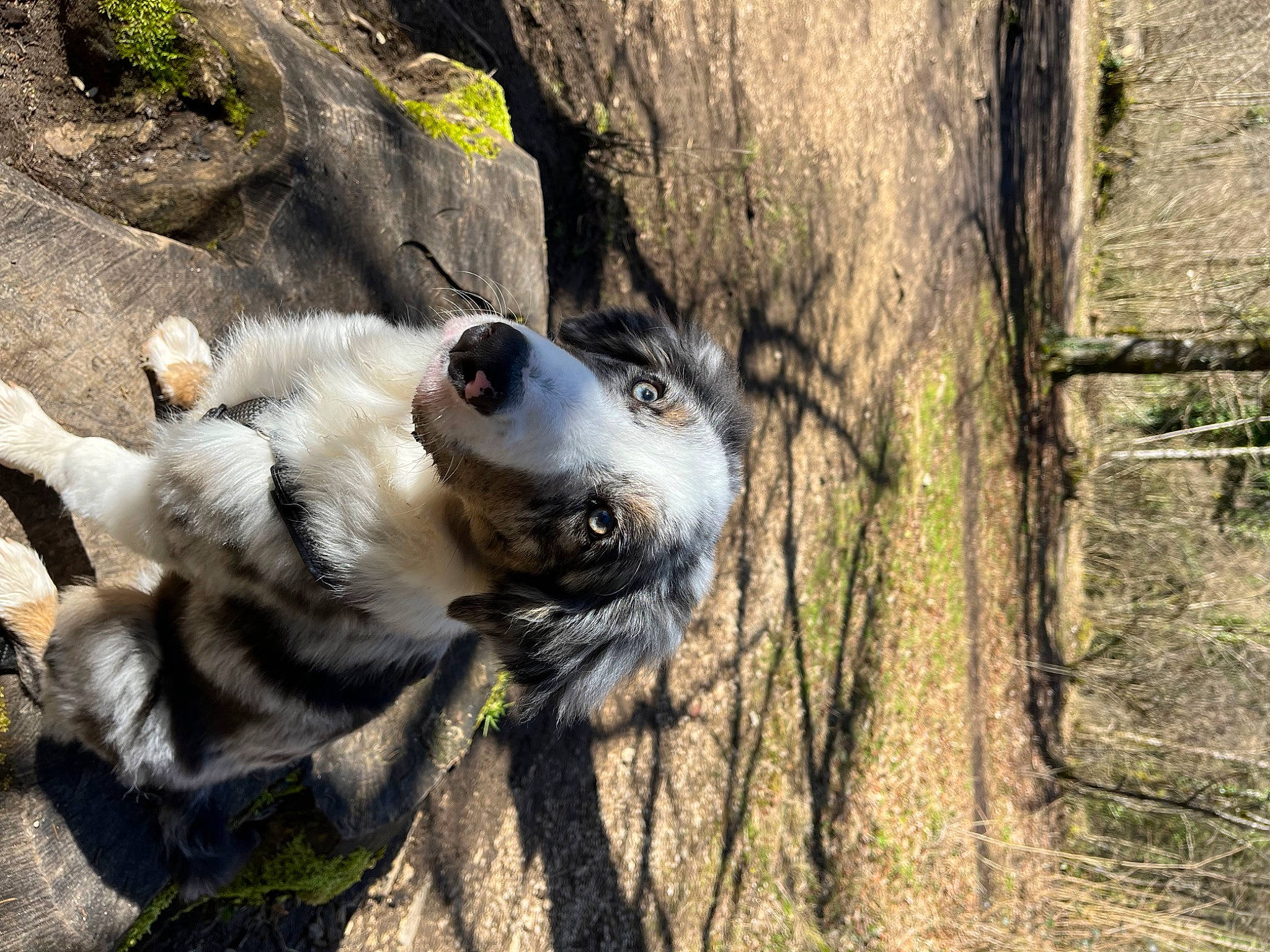 Snow a rejoint le concours — aidez-le/la à gagner de superbes lots ! adventure, bedrock, canidae, carnivore, companion_dog, dog, dog_breed, fawn, fur, grass, plant, rock, snout, soil, sporting_group, terrestrial_animal, tree, trunk, wood, working_animal