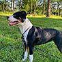dog, black, white, brown, grass, leash, outdoor, park, trees, sunny, canine, tongue_out, animal, nature, daylight, pet, mammal, happy, standing, collar