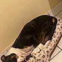 dog, pet_bed, black_dog, white_spots, brown_spots, resting, sleeping, indoor, tile_floor, yellow_wall, cozy, relaxed, canine, paw_prints, bones_pattern, bed, comfort, animal, domestic_animal, quiet
