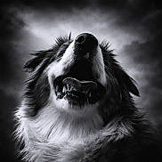Vasco participe au concours pour gagner de l'argent avec cette photo : animal, black_and_white, canine, close_up, cloudy, dog, dramatic, expression, fur, head, moody, nature, outdoor, pet, portrait, sky, snout, teeth, tongue, whiskers