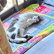 Mimosa is registered to the contest to win money with this photo: cat, kitten, gray_and_white, fluffy, lying_down, on_back, paws, whiskers, eyes, indoors, sunlight, play_mat, colorful, alphabet, window, curtains, floor, relaxed, cute, pet