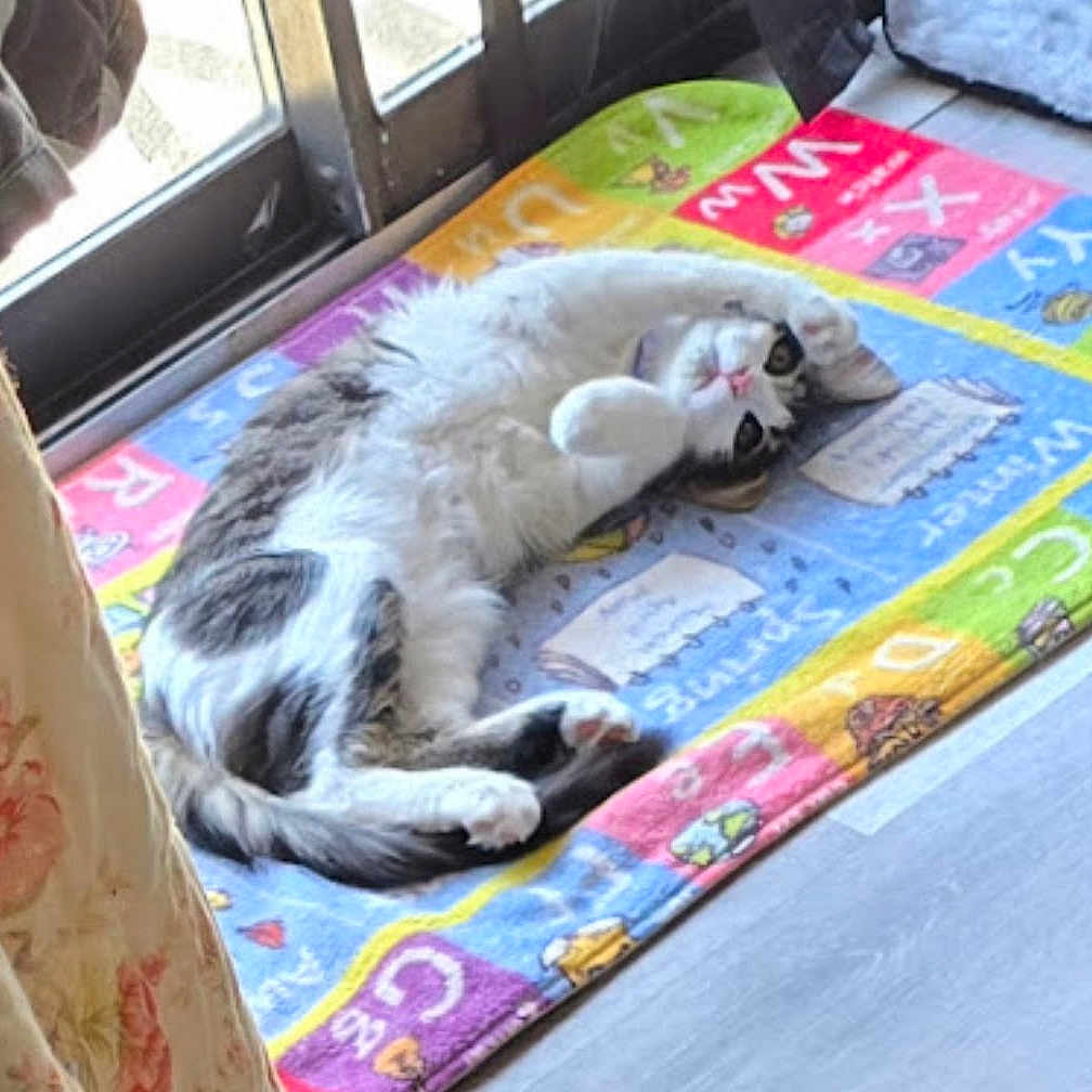 Mimosa
